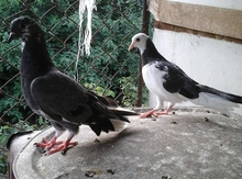Qirqovul