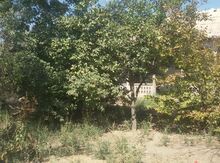 8 sot torpaq sahəsi, Naxçıvan ş.