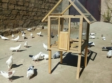 Tutuquşu yuvası