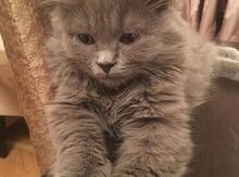 Шотландский прямоухий котенок