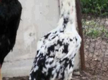 Heyratı