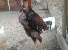 Heyratı xoruz