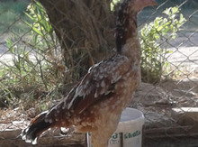 Heyratı