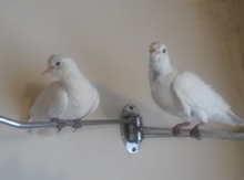 Göyərçin