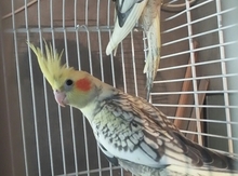 Tutuquşu