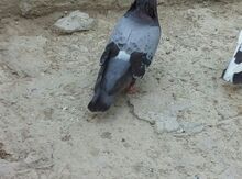 Göyərçin