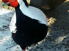 Qırqovul