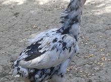 Heyratı quşu