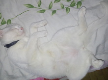 Angora pişiklər
