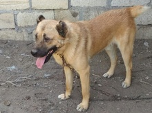 Çoban iti