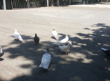 Göyərçinlər