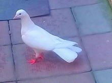 Göyərçin