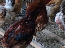 Heyratı xoruz