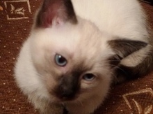Сиамские котята