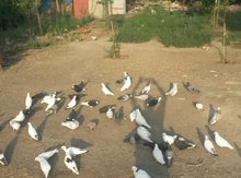 Göyərçinlər
