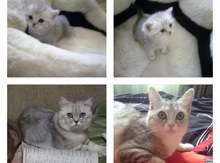 Котята