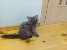 Классический персидский котенок