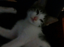 Котята в добрые руки!