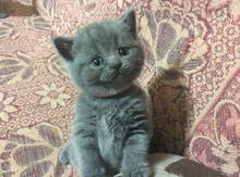 Шотландская прямоухая кошка