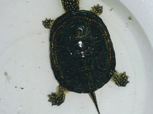 Tısbağa