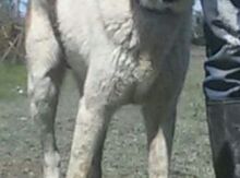 Qurdbasar balaları