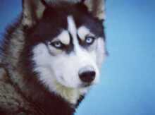 Haski