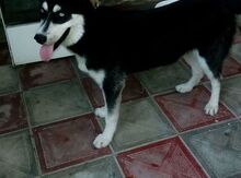 Haski