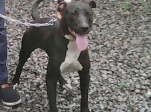 Pitbul
