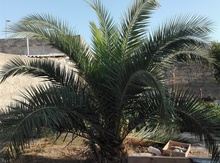 Palma ağacı