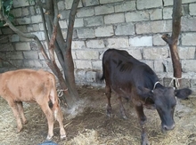 İnəklər