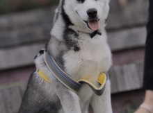 Haski (cütləşdirmək üçün)