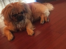 Pekines