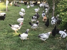 Kənd toyuqları