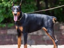 Cütləşdirmək üçün doberman