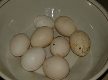 Yaponka yumurtaları