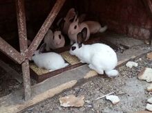 Dovşanlar
