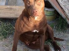 Pitbul