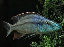 "Dimidiochromis compressiceps" balığı