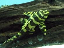 "L-134 Leopard Frog" balıqları