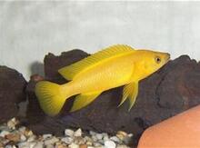 "Neolamprologus leleupi" balığı