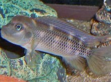 "Steatocranus casuarius" balığı
