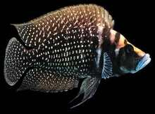 "Altolamprologus calvus" balığı