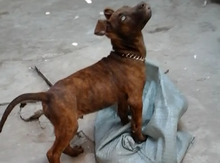Pitbul