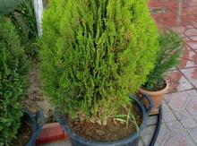 Küknar ağacı