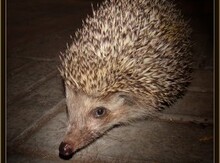 Kirpi