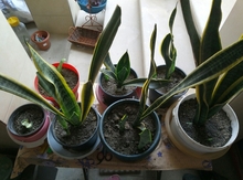 Singonium