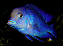 Delfin balığı