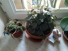 Peperomia