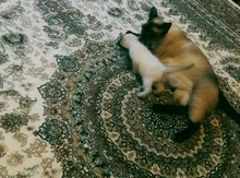 Pişik (etibarlı əllərə)