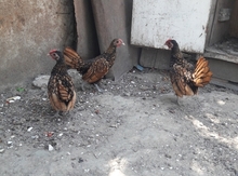 Sibrayt xoruzları